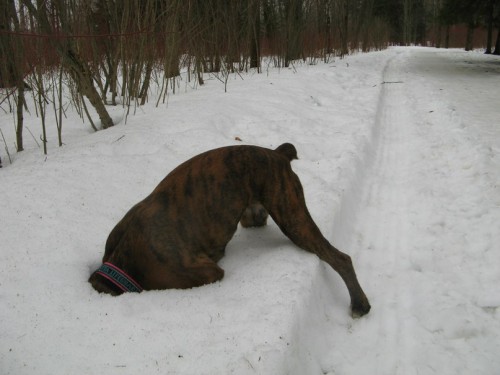 Тильда 01.03.15.jpg