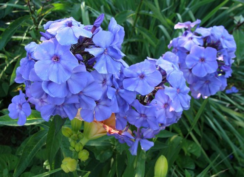 Blue Paradise