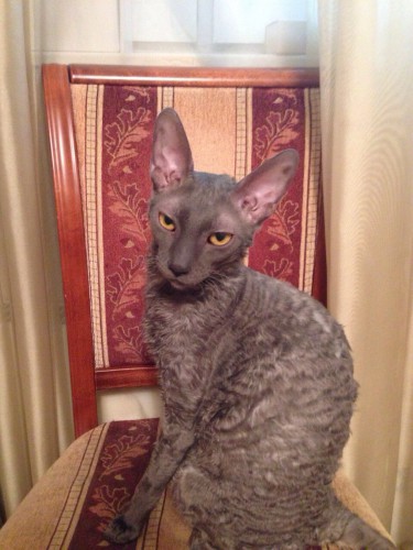 Корниш.JPG