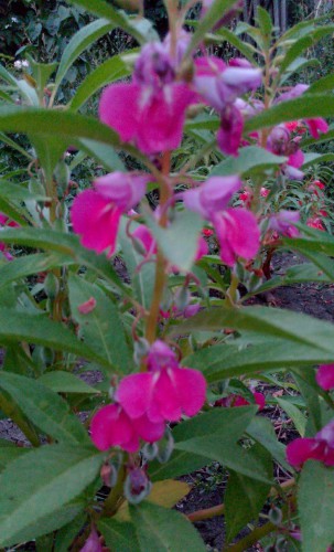 IMG_20150830_205922.JPG