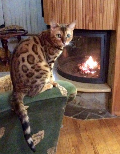 image.jpg