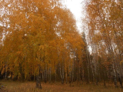 DSCN1910 — копия.JPG
