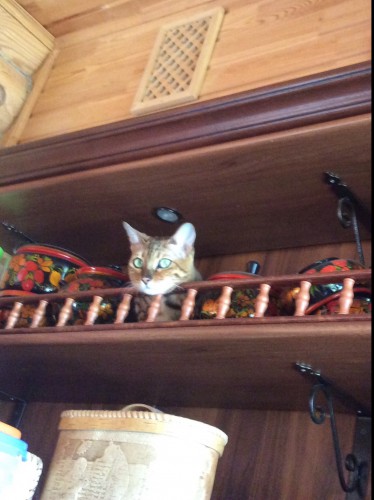 И чем я хуже Хохломы ? Тем более, что на верхнюю полку к ней вполне себе могу залезть.