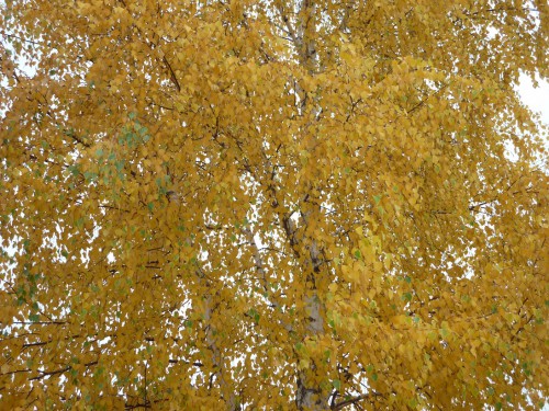 P1170256+.jpg