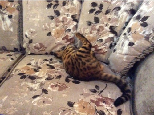 image.jpg