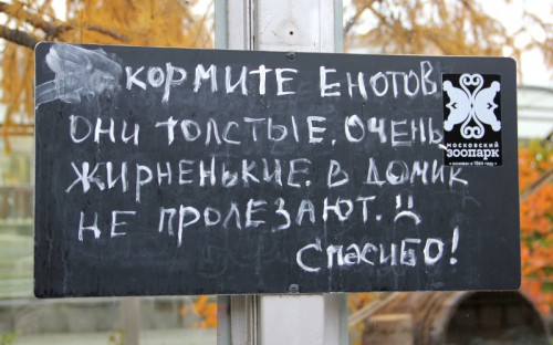 Из жизни енотов