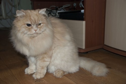 Персик