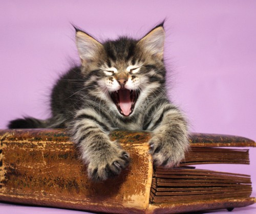1M Litter X32.jpg
