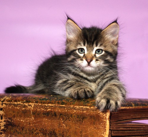 1M Litter X33.jpg