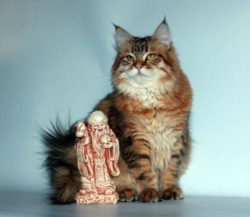 Сибирская кошь., почти Рысь)))