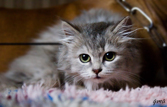 кошечка, уже стерильна