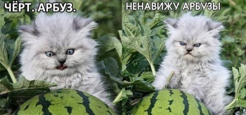 котик_арбуз.jpg