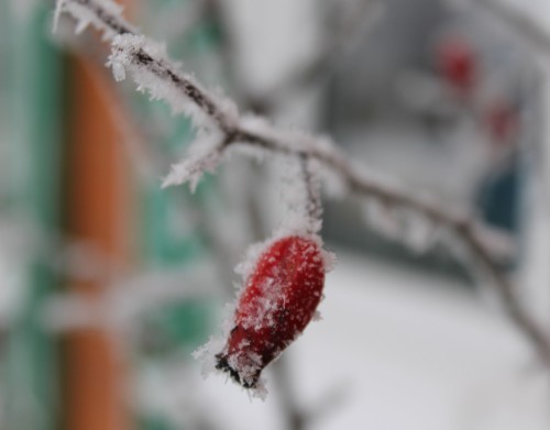 IMG_8720.JPG