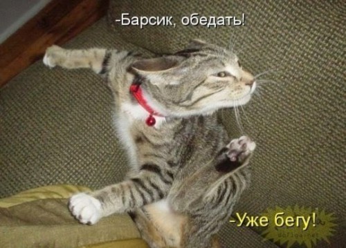 смешные%20фото%20кошек%20с%20надписями%2029.jpg