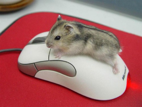k,NDY3NDYxNTEsODQxMTYy,f,chomimyszka0se.jpg