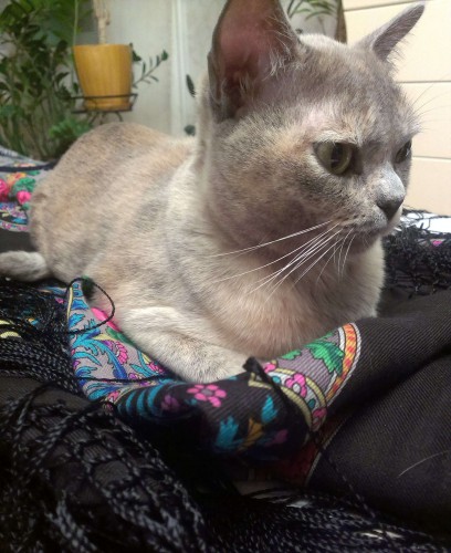 IMAG2408_cr.jpg