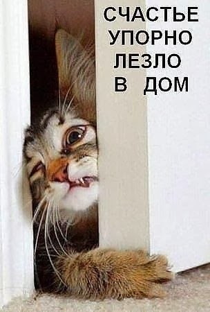 смешные%20фото%20кошек%20с%20надписями%2038.jpg