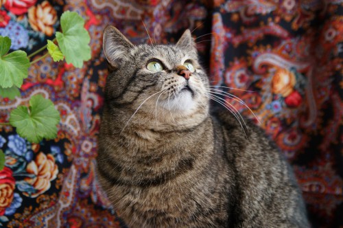 кот.jpg