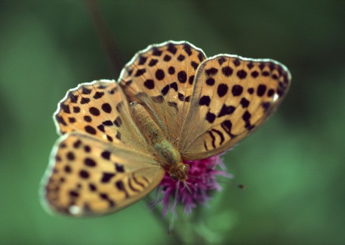 mariposa_amarilla_con_manchas_negras-other.jpg
