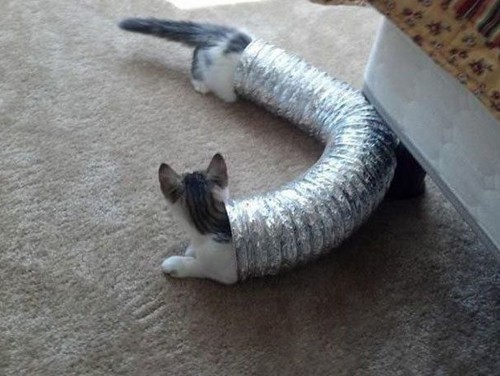 LongCat-L.jpg