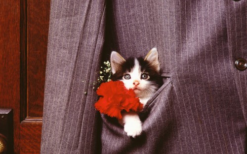 cat-photo-1680x1050-0072.jpg