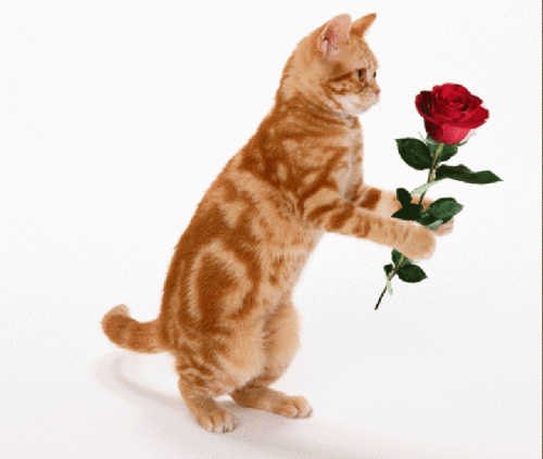 5690819.gif