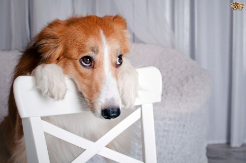 dog-looking-guilty-5.jpg
