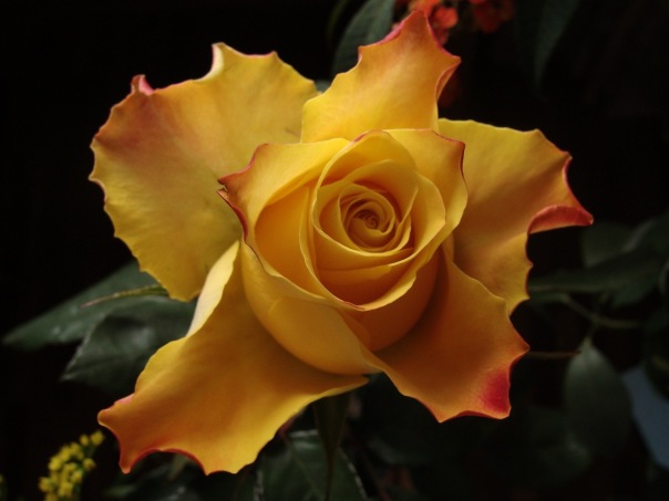 x_988cb0a6.jpg