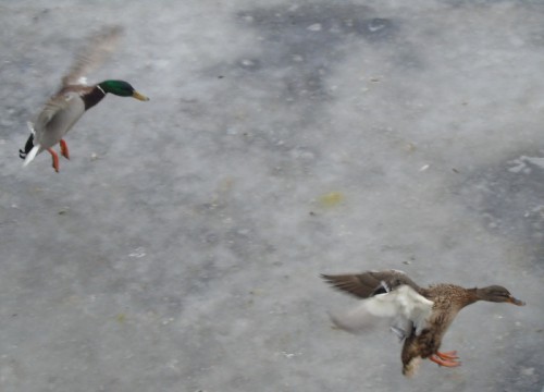 DSC04086.JPG