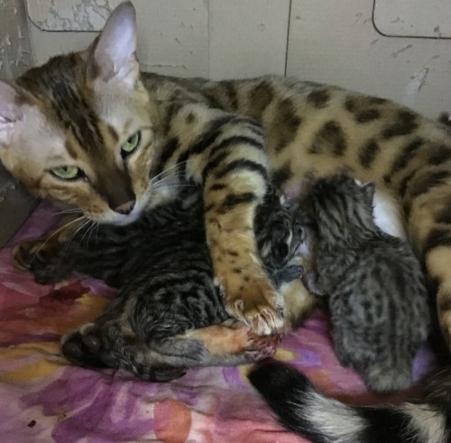 Сегодня у Эвы родились на свет четыре котёнка...