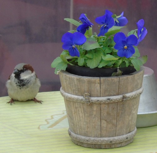 DSC01655.JPG