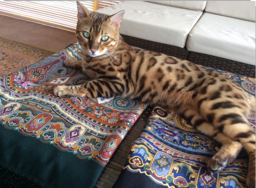 Котя ждет седьмое...