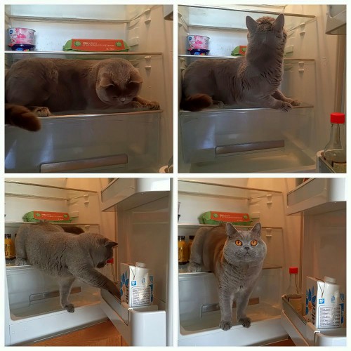 Кот-ревизор