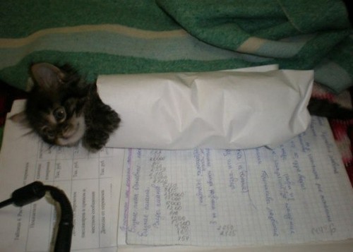 котик.jpg