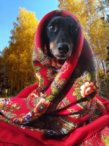 Венский вальс 5. <br />Один из первых платков, куплен 3 года назад.