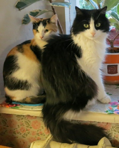 Кот Ёжик и кошка Мишка.