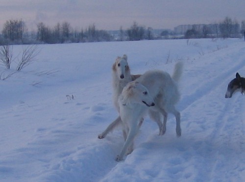 4 01 2011 Ульянка 0852.jpg