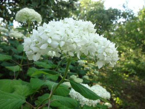 DSC07267.JPG
