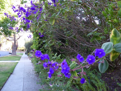 Tibouchina
