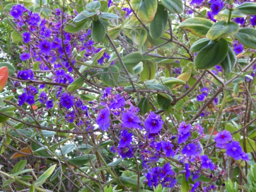 P1000229.jpg