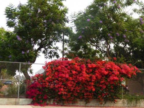 P1000247.jpg