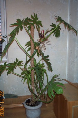 DCP_5632.JPG
