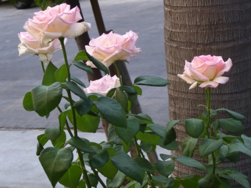 P1000764.jpg