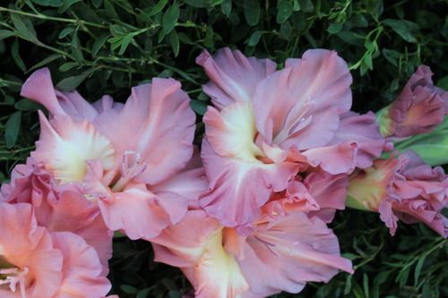 0_a379b_81018c6f_orig.jpeg