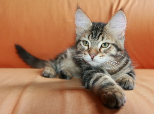 кот 1.jpg