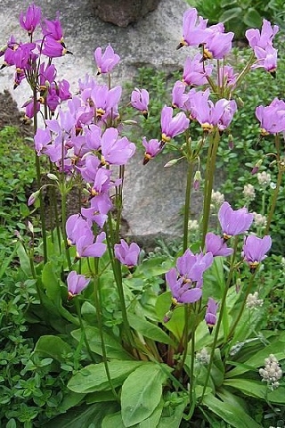 фото позаимствовано из интернета