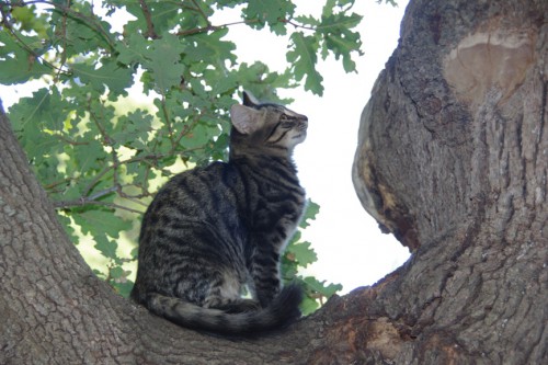 Котик - охота на обед)