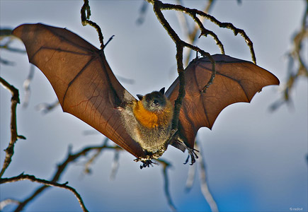 bat2.jpg