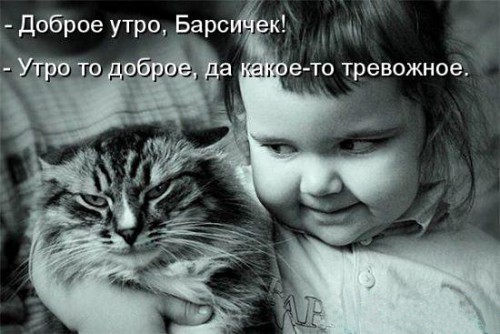 cat.jpeg