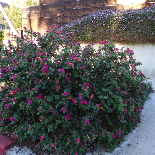 P1000443.jpg